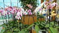 x_Szlovenia-orchideafarm (2)